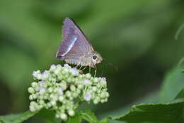 Image of common banded awl