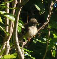 Image de Regulus regulus inermis Murphy & Chapin 1929