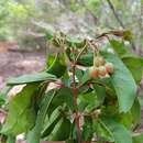 Image of Psorospermum malifolium Baker