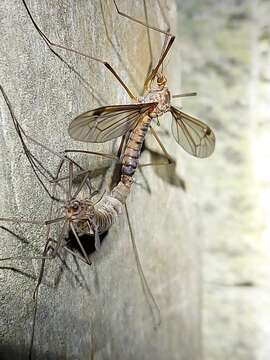 Image of Leptotarsus (Macromastix) zeylandiae (Alexander 1920)