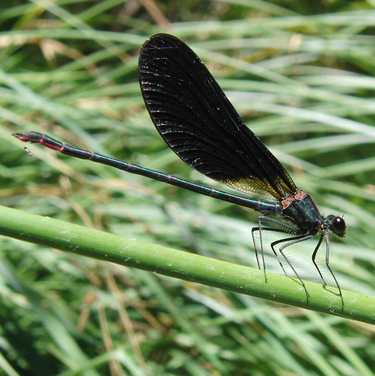 Image of Copper Demoiselle