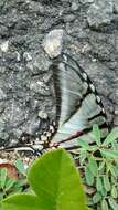 Image of Protographium epidaus (Doubleday 1846)