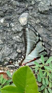 Image de Protographium epidaus (Doubleday 1846)