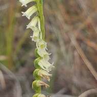 Image of Florida Ladies'-Tresses