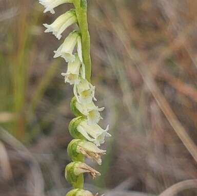 Image of Florida Ladies'-Tresses