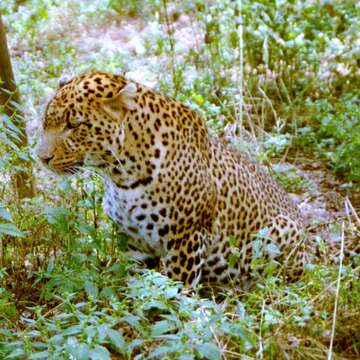 Image of African leopard