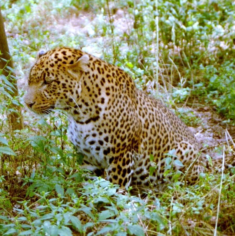 Imagem de Leopardo-africano