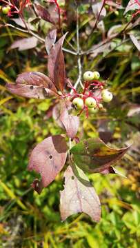 Image of Gray Dogwood