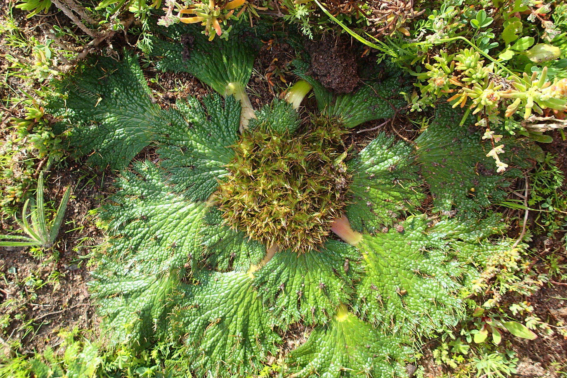 Image of Arctopus echinatus L.