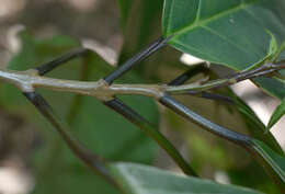 Image of Clerodendrum longiflorum var. glabrum Munir