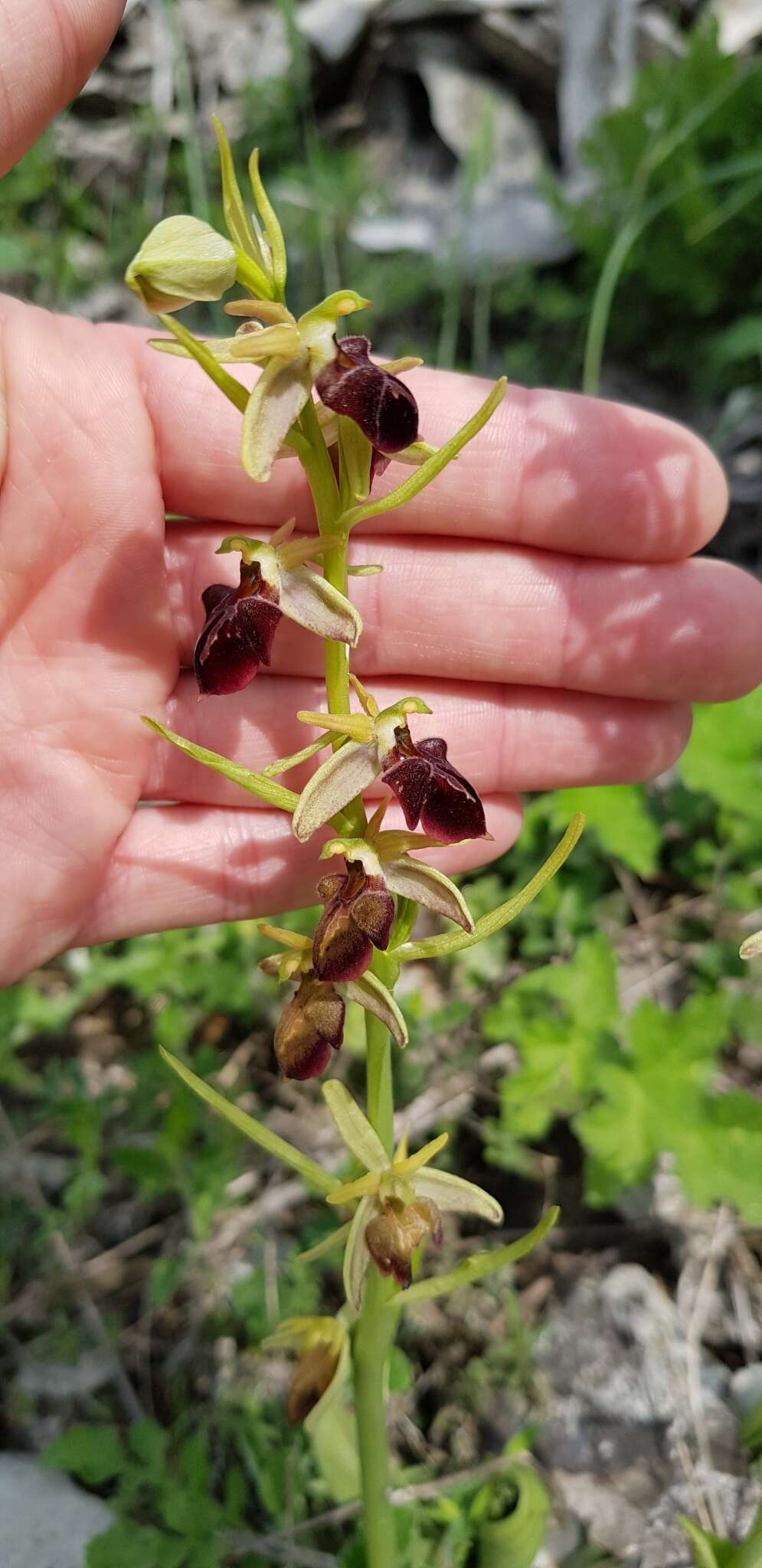 Image of Ophrys sphegodes subsp. mammosa (Desf.) Soó ex E. Nelson