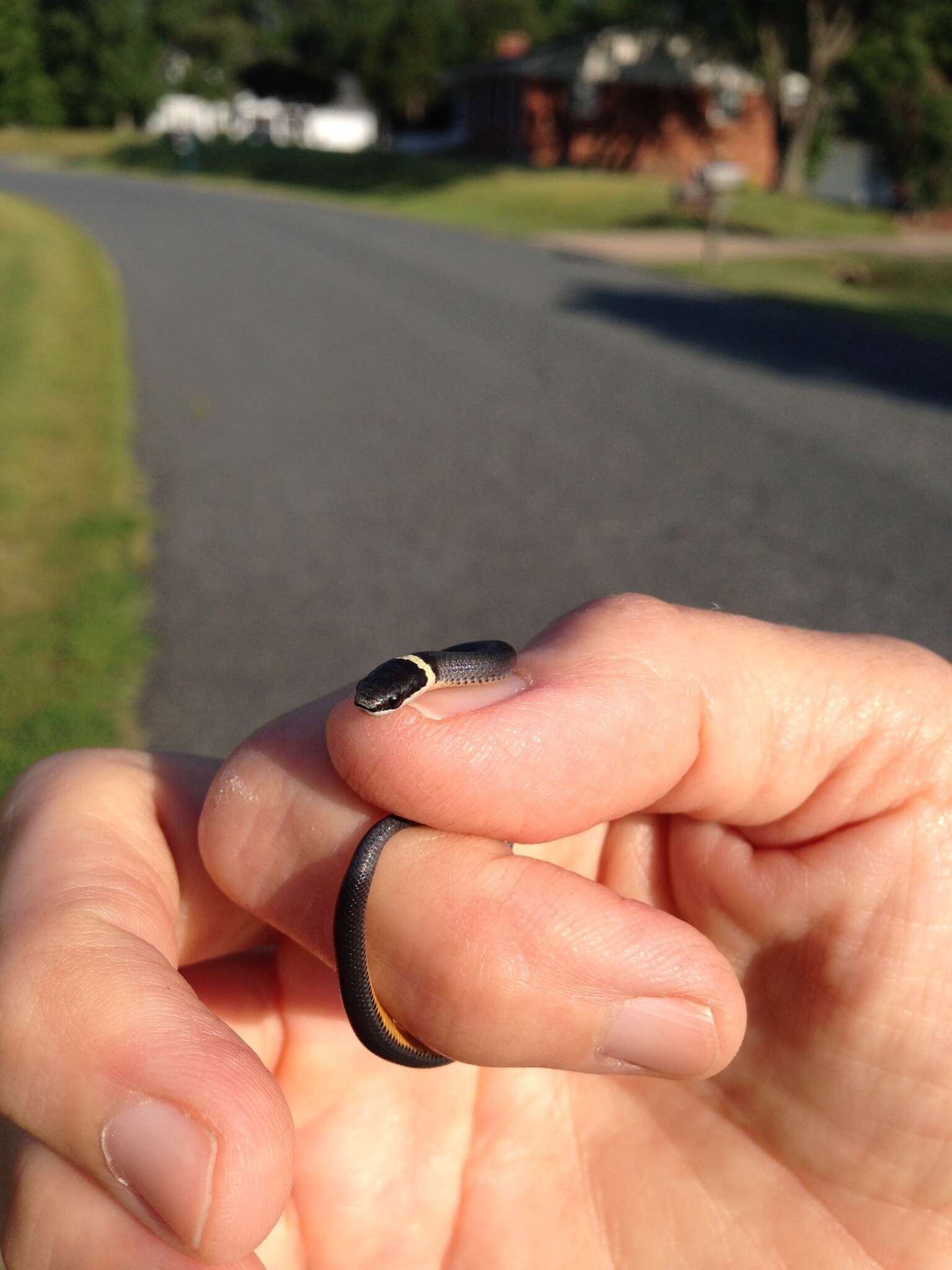 Diadophis punctatus edwardsii (Merrem 1820) resmi