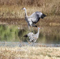 Image of Antigone canadensis canadensis (Linnaeus 1758)