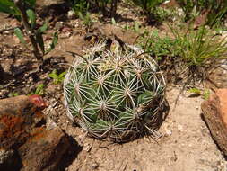 Image of Chihuahuan Foxtail Cactus