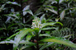 Image de Pollia crispata (R. Br.) Benth.