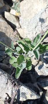 Image of Crambe fruticosa subsp. fruticosa