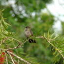 Image of Sombre Hummingbird