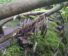 Image of Xylaria vasconica J. Fourn. & M. Stadler 2011