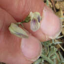 Astragalus miser var. praeteritus Barneby resmi