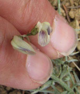 Image of Yellowstone milkvetch