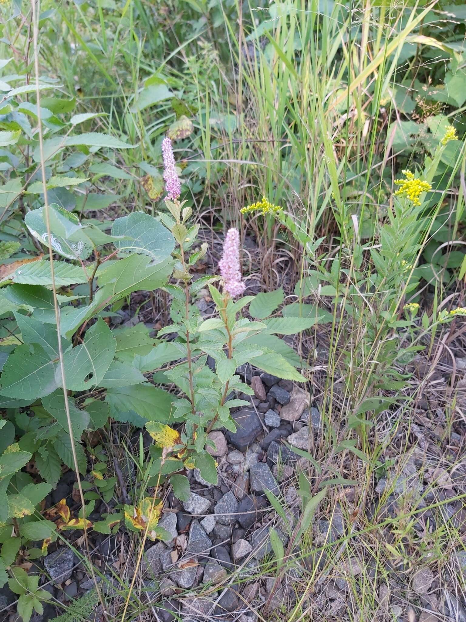 Spiraea tomentosa L.的圖片