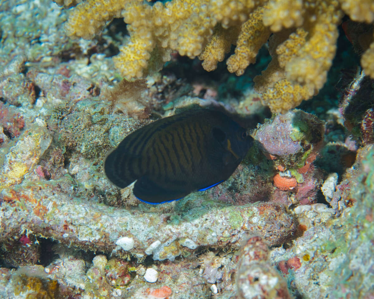 Image of Bluefin Dwarf