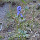 Imagem de Aconitum talassicum Popov