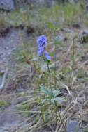 Imagem de Aconitum talassicum Popov