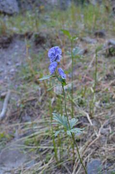 Imagem de Aconitum talassicum Popov