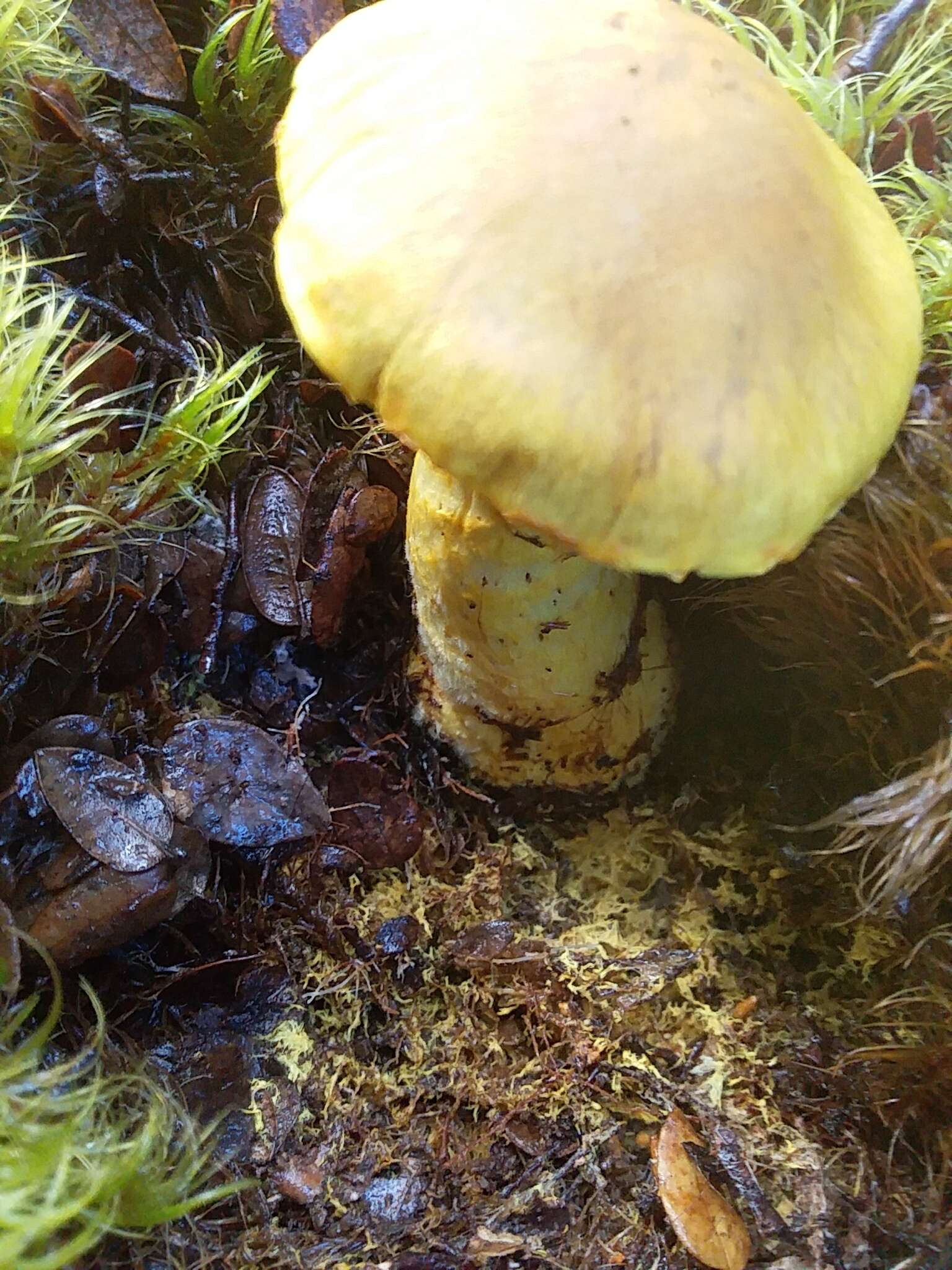 Image of Cortinarius canarius (E. Horak) Gasparini 2014