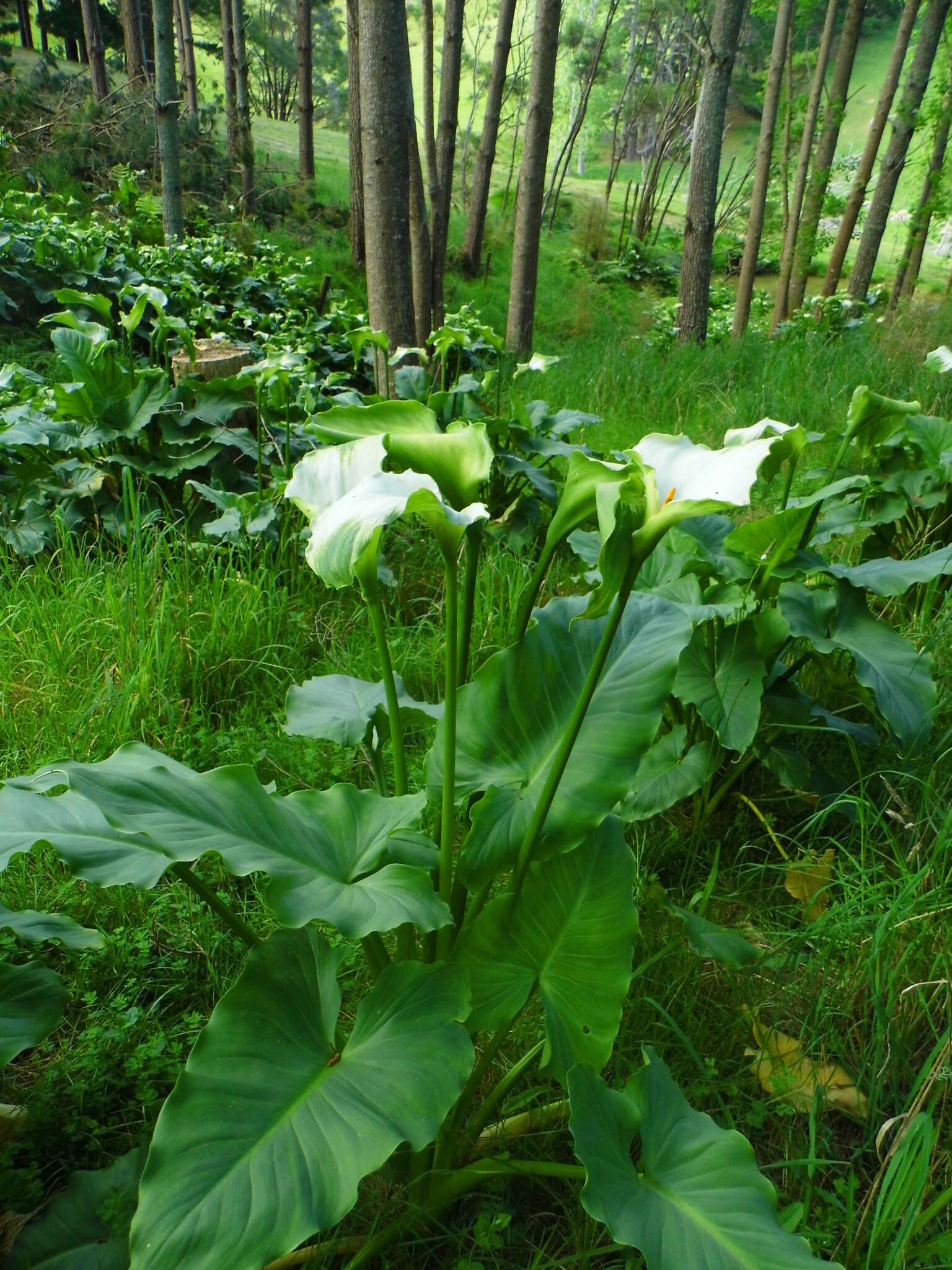 Image of calla lily