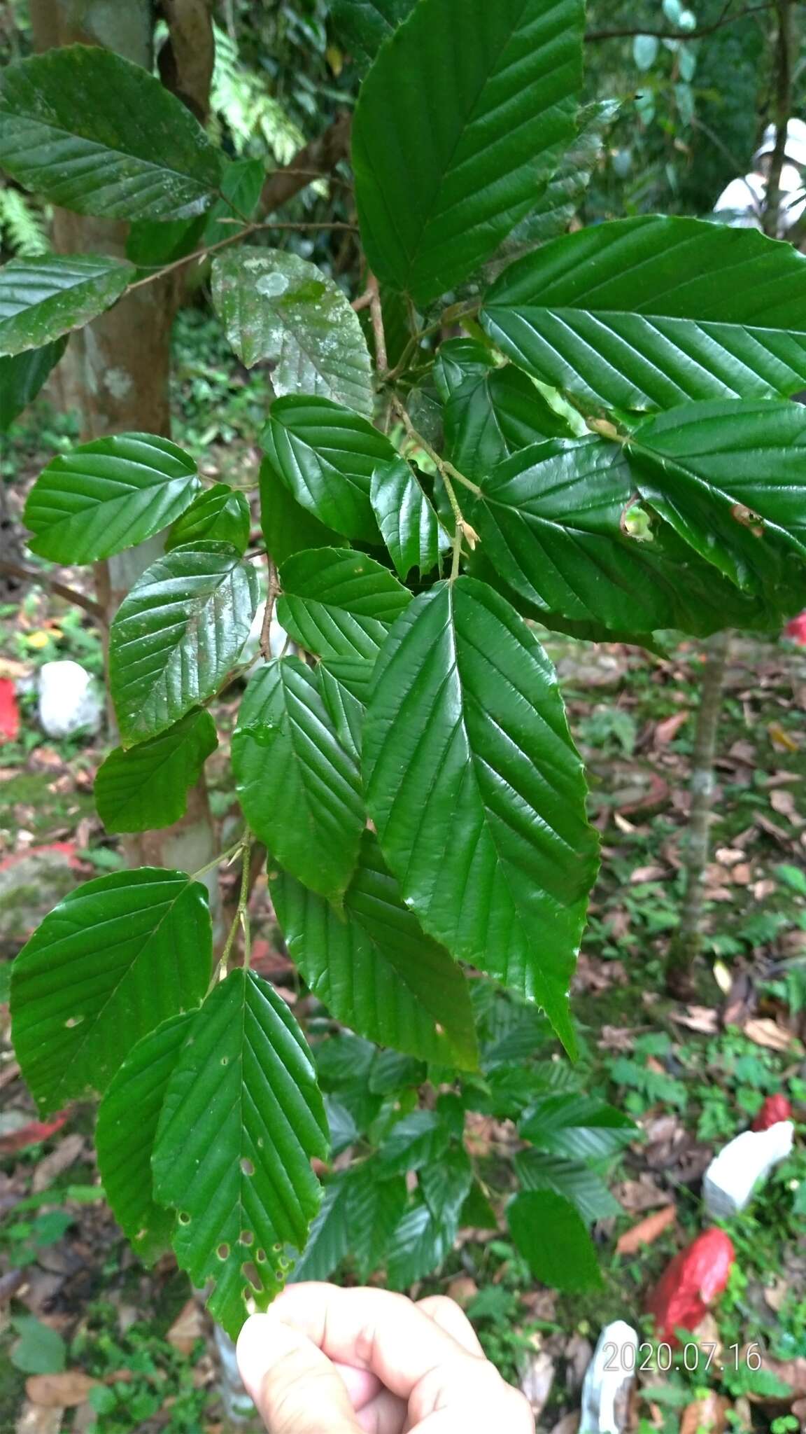 Image of Corylopsis multiflora Hance