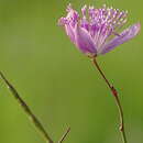 Image of Corynandra chelidonii (L. fil.) Cochrane & Iltis