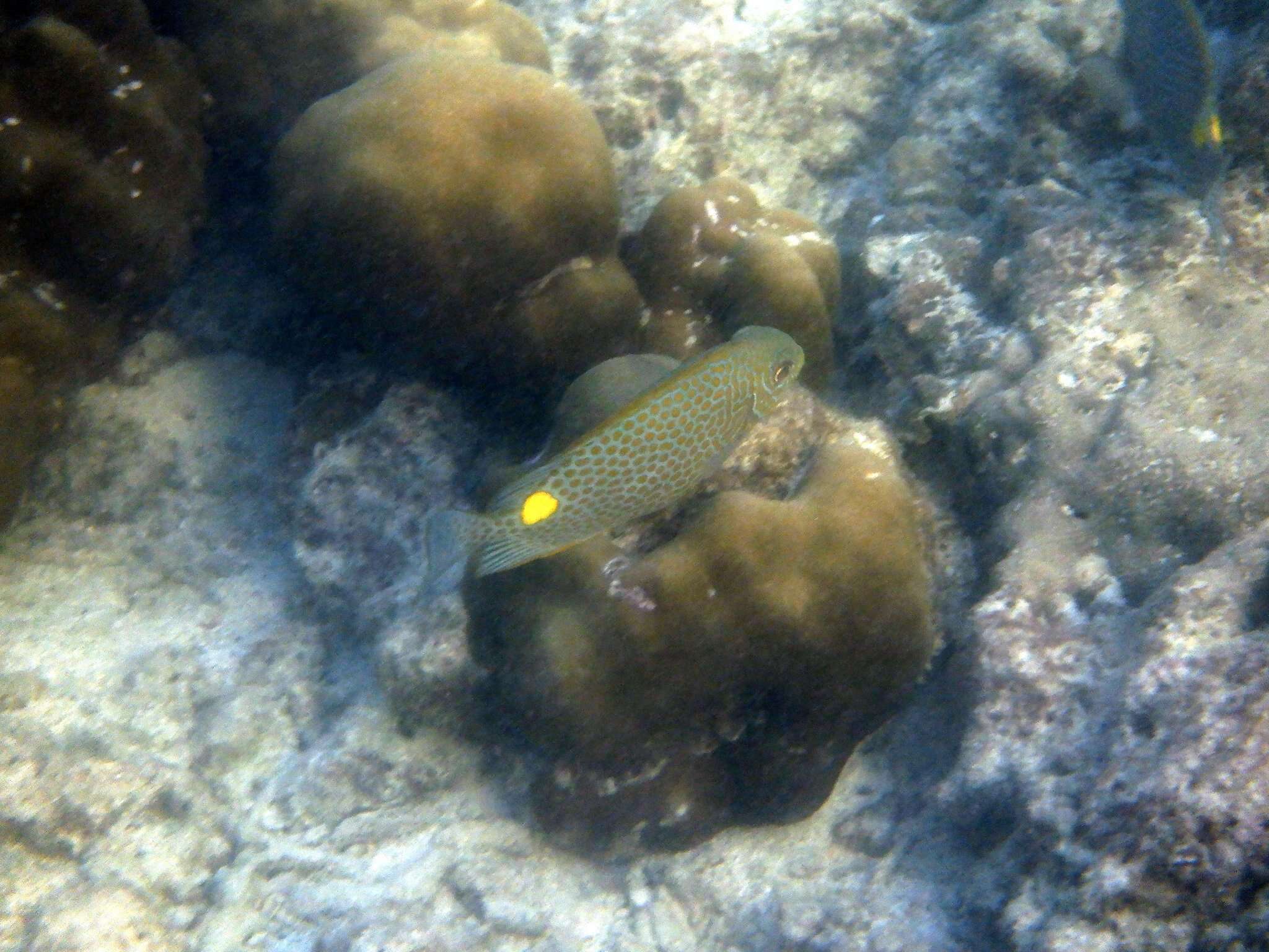 Image of Golden rabbitfish