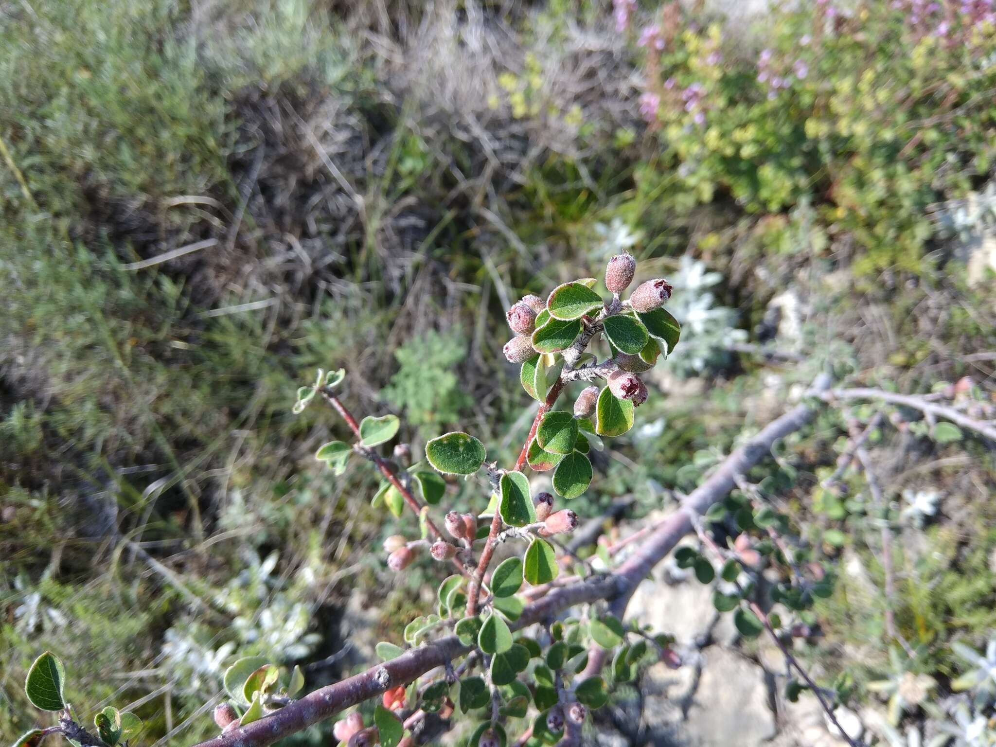 Image of Cotoneaster morulus Pojark.