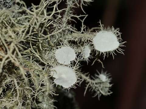 Usnea scabrida Taylor的圖片