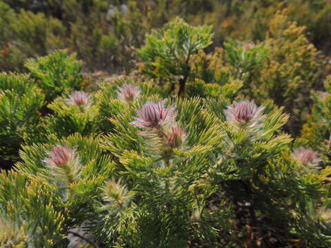 Image of Serruria hirsuta R. Br.