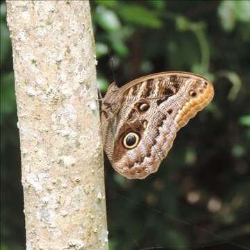 Imagem de Caligo illioneus pampeiro Fruhstorfer 1904