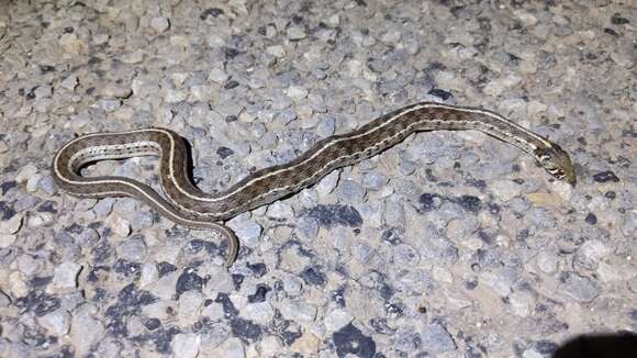 صورة Thamnophis marcianus marcianus (Baird & Girard 1853)