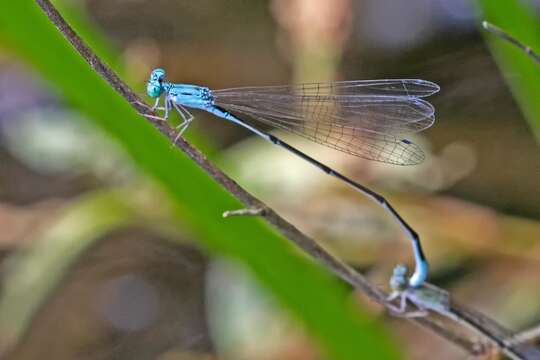 Image of Attentuated Bluet