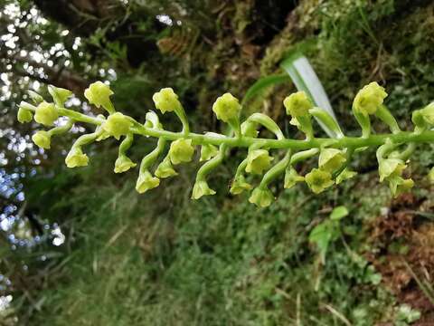 Image de Benthamia chlorantha (Spreng.) Garay & G. A. Romero