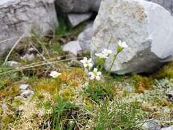 Plancia ëd Saxifraga androsacea L.