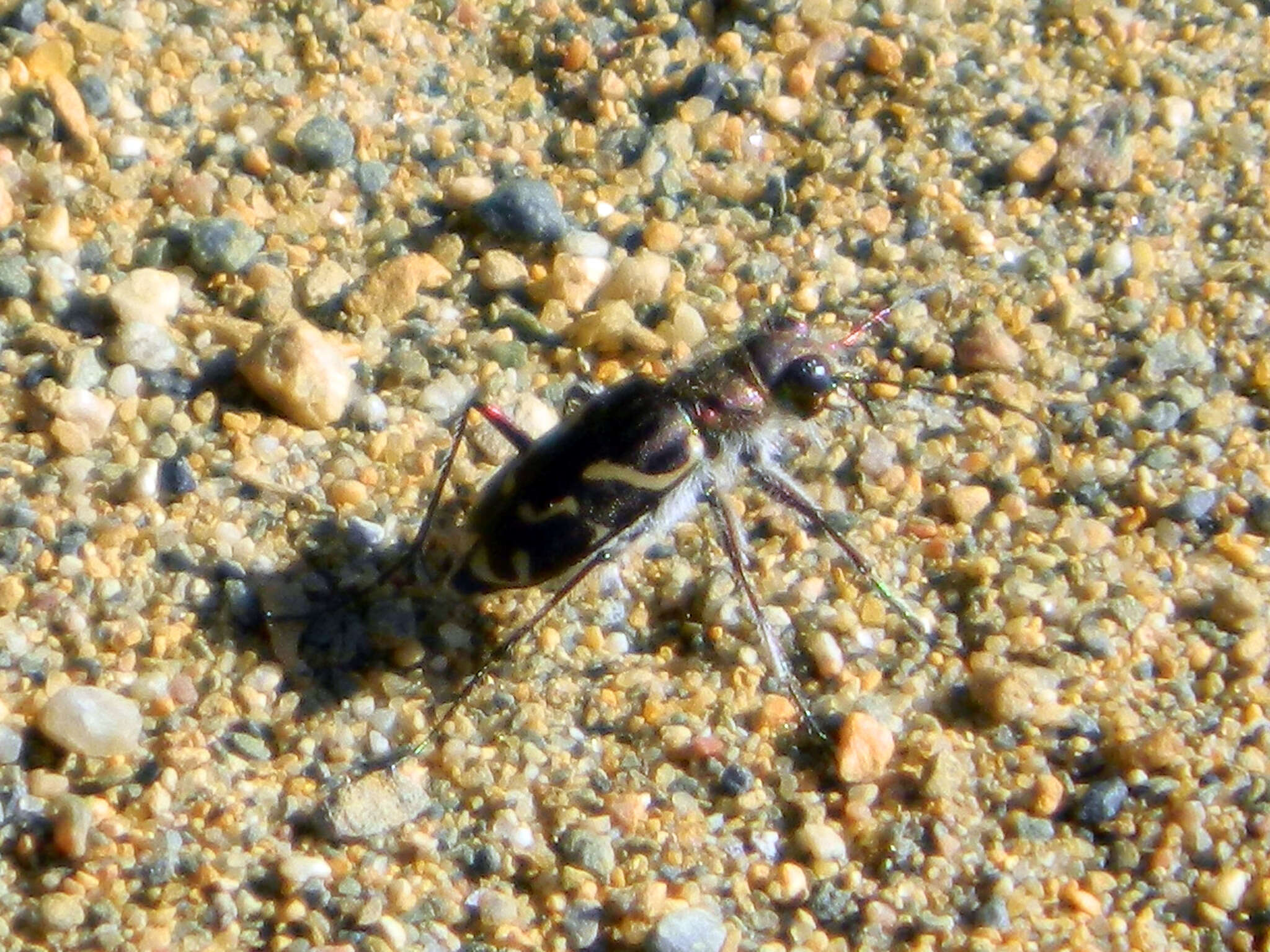 Image of Cicindela (Cicindela) tranquebarica tranquebarica Herbst 1806