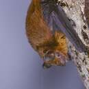 Image of Tiny Pipistrelle