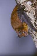 Image of Tiny Pipistrelle