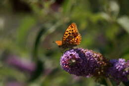 Image of High brown fritillary