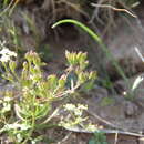 Carum caucasicum (M. Bieb.) Boiss. resmi