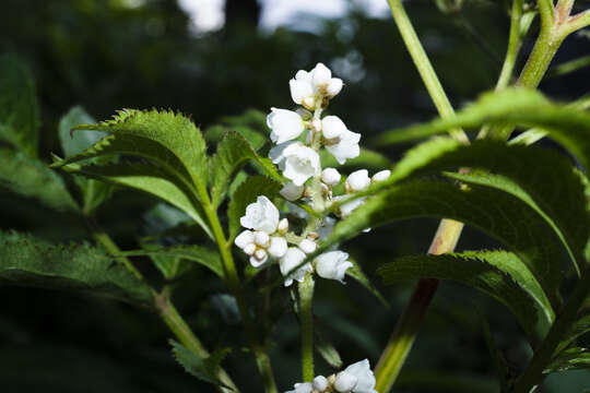 Koenigia campanulata (Hook. fil.) T. M. Schust. & Reveal resmi