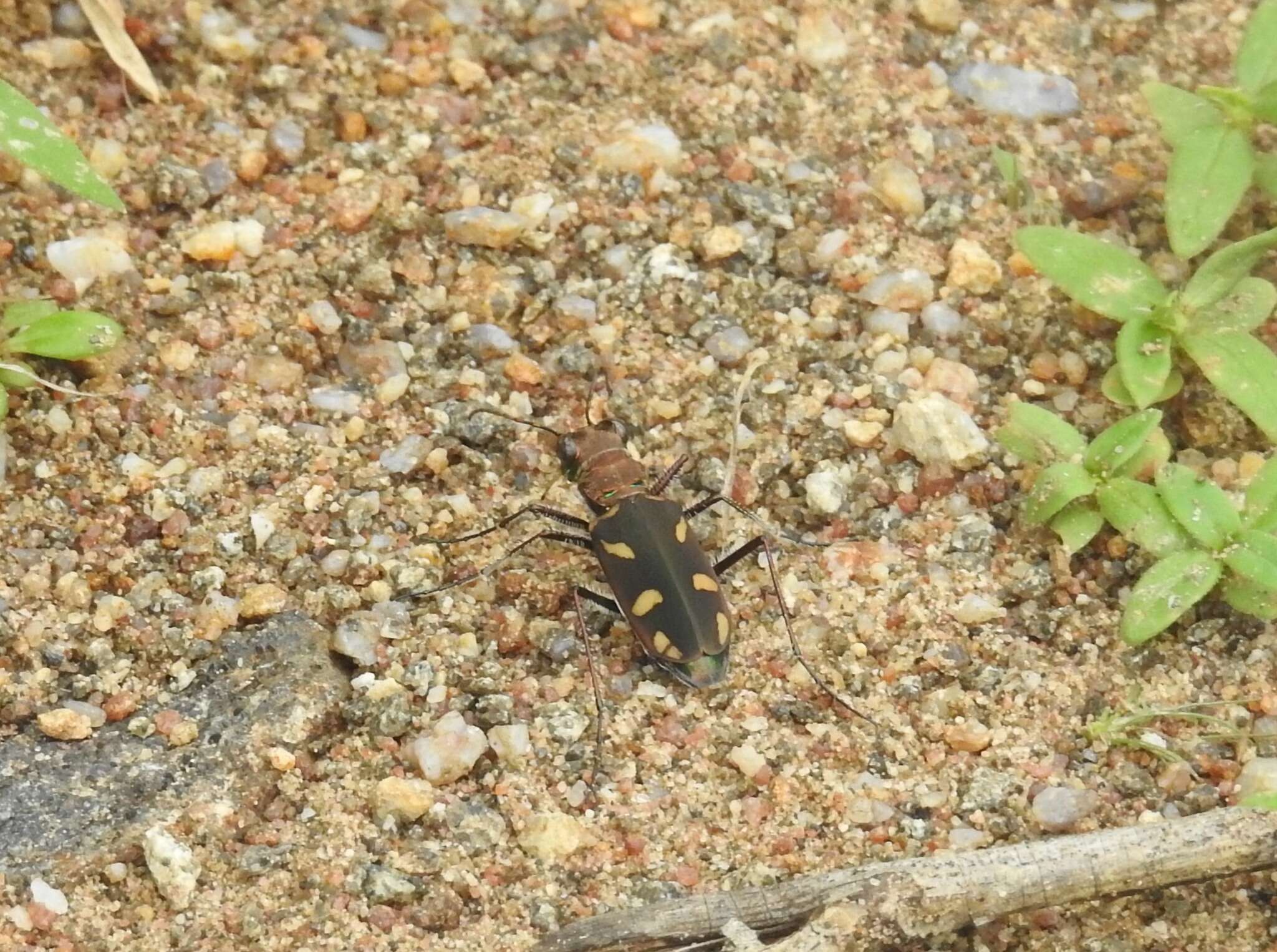 Image of Cicindela (Ancylia) calligramma Schaum 1861