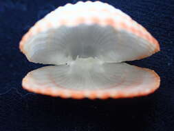 صورة Coptothyris grayi (Davidson 1852)